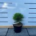 Borovica čierna (Pinus nigra) ´MARIE BREGEON´® – výška 20-30 cm, kont. C3L 